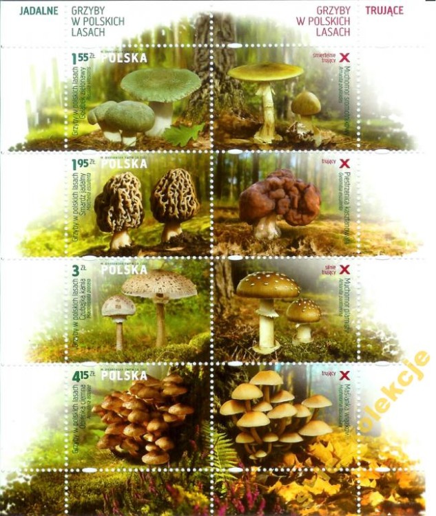 ARKUSZ 4429-4432**GRZYBY W POLSKICH LASACH